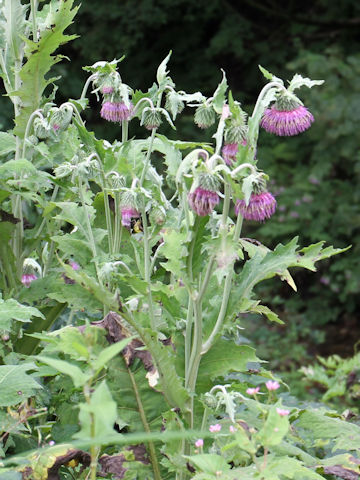 Cirsium yezoense