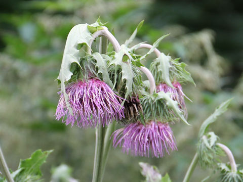 Cirsium yezoense