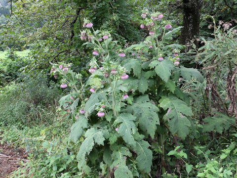 Cirsium yezoense