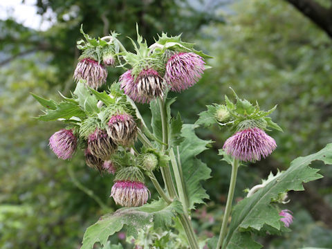 Cirsium yezoense