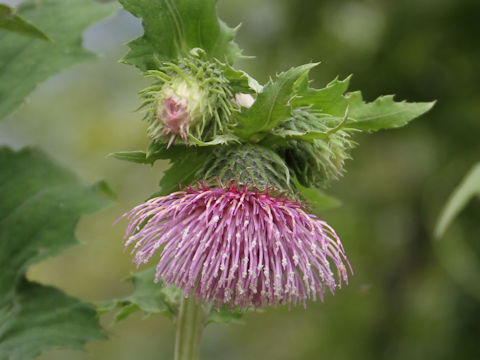 Cirsium yezoense