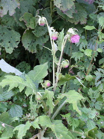 Cirsium yezoense