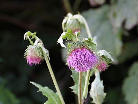 Cirsium yezoense