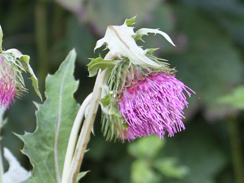 Cirsium yezoense