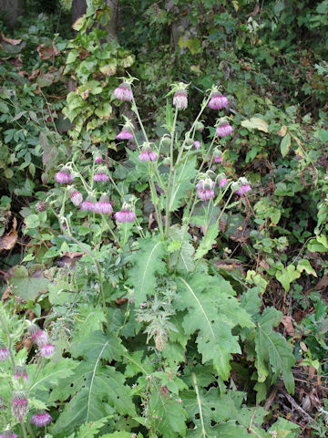 Cirsium yezoense