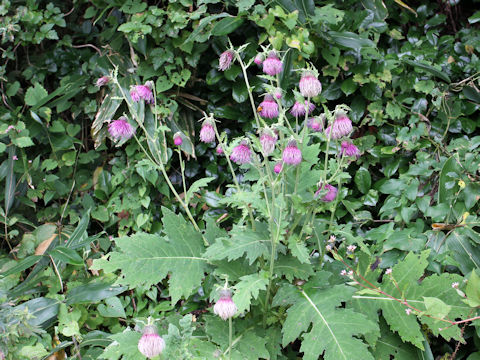 Cirsium yezoense