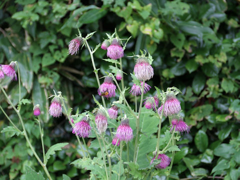 Cirsium yezoense