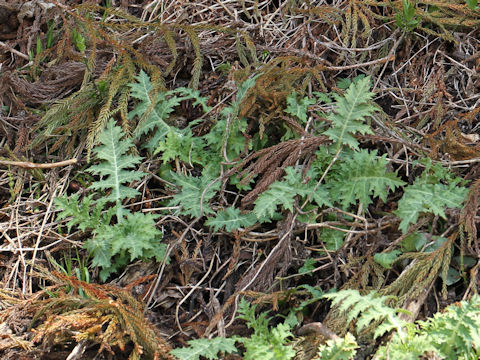 Cirsium yezoense