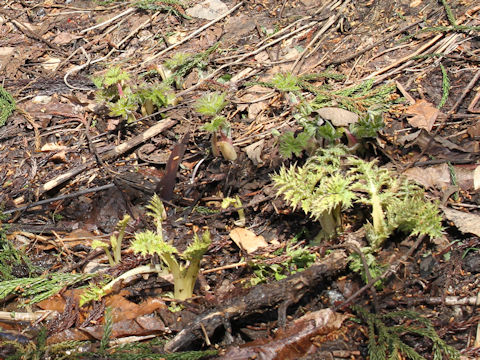 Cirsium yezoense