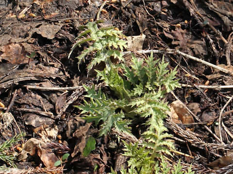 Cirsium yezoense