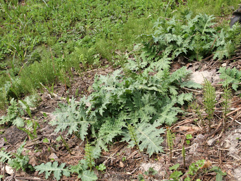 Cirsium yezoense