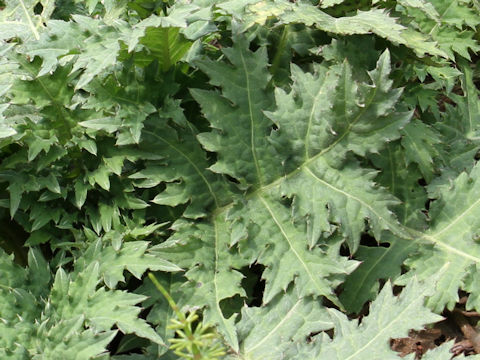 Cirsium yezoense