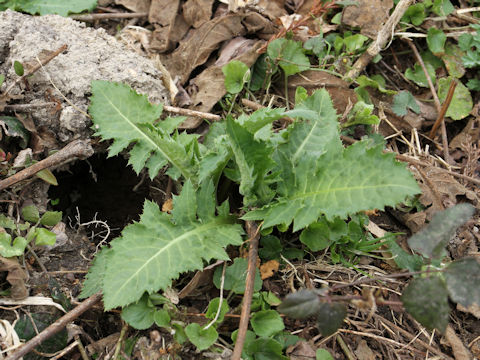 Cirsium yezoense