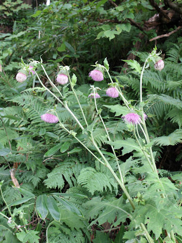 Cirsium yezoense