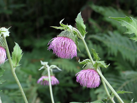 Cirsium yezoense