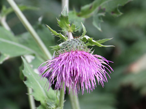 Cirsium yezoense