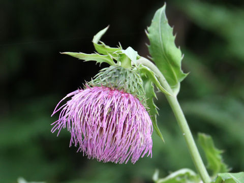 Cirsium yezoense