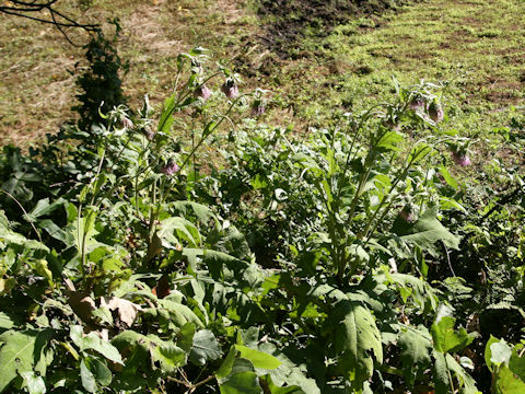 Cirsium yezoense