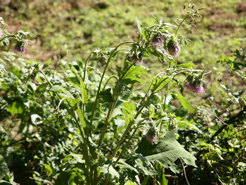 Cirsium yezoense