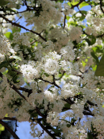 Symplocos chinensis var. leucocarpa f. pilosa