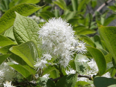 Symplocos chinensis var. leucocarpa f. pilosa