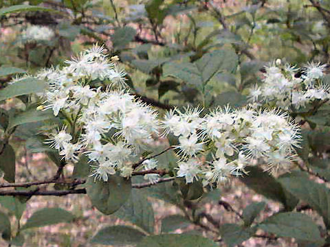 Symplocos chinensis var. leucocarpa f. pilosa