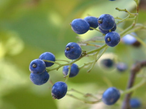 Symplocos chinensis var. leucocarpa f. pilosa