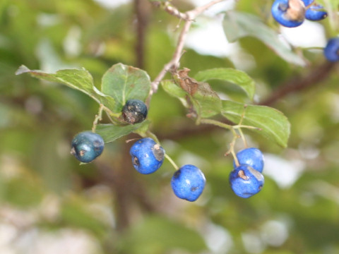 Symplocos chinensis var. leucocarpa f. pilosa