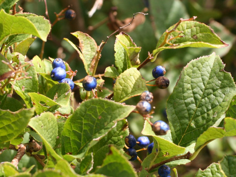 Symplocos chinensis var. leucocarpa f. pilosa