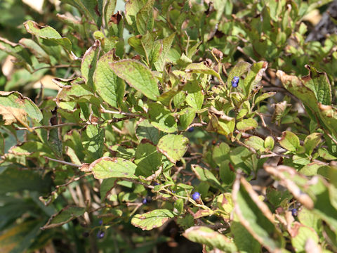 Symplocos chinensis var. leucocarpa f. pilosa