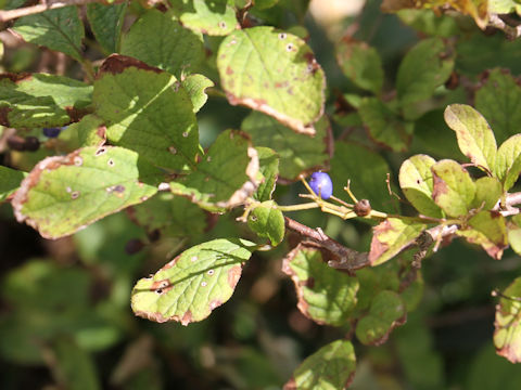 Symplocos chinensis var. leucocarpa f. pilosa