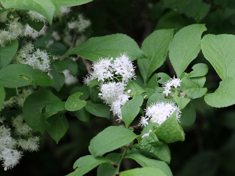 Symplocos chinensis var. leucocarpa f. pilosa