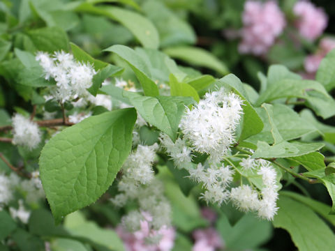 Symplocos chinensis var. leucocarpa f. pilosa