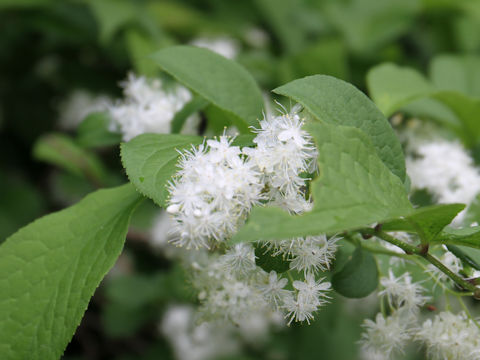 Symplocos chinensis var. leucocarpa f. pilosa