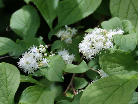 Symplocos chinensis var. leucocarpa f. pilosa