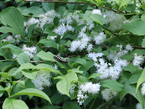 Symplocos chinensis var. leucocarpa f. pilosa