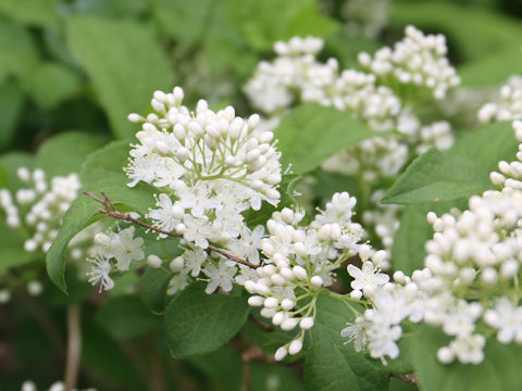 Symplocos chinensis var. leucocarpa f. pilosa