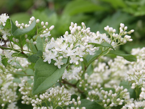 Symplocos chinensis var. leucocarpa f. pilosa