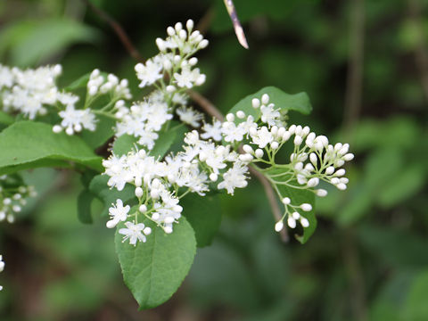 Symplocos chinensis var. leucocarpa f. pilosa