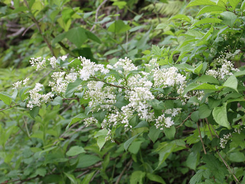 Symplocos chinensis var. leucocarpa f. pilosa