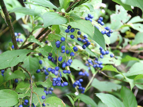 Symplocos chinensis var. leucocarpa f. pilosa