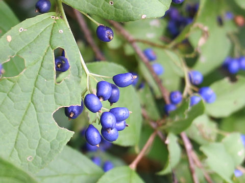 Symplocos chinensis var. leucocarpa f. pilosa