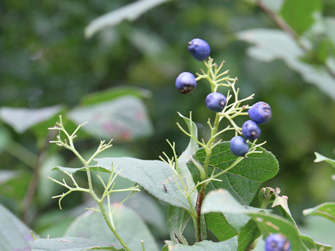 Symplocos chinensis var. leucocarpa f. pilosa