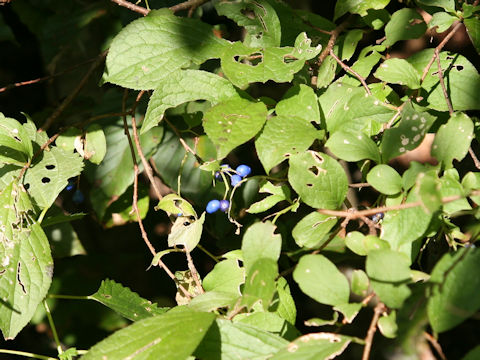 Symplocos chinensis var. leucocarpa f. pilosa