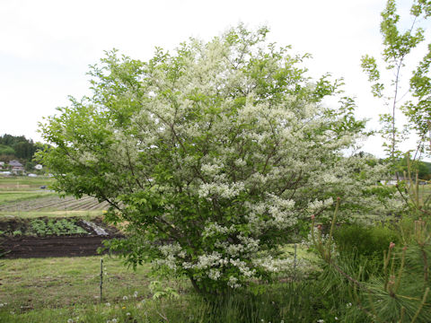 Symplocos chinensis var. leucocarpa f. pilosa