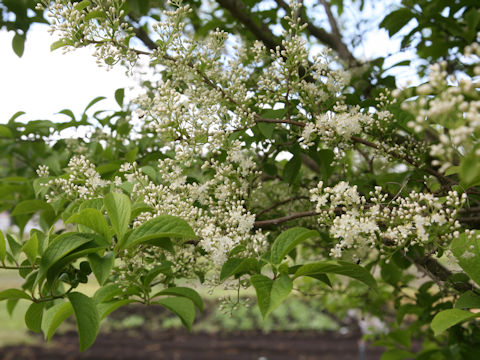 Symplocos chinensis var. leucocarpa f. pilosa