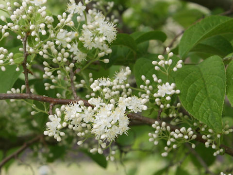 Symplocos chinensis var. leucocarpa f. pilosa