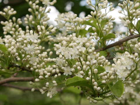 Symplocos chinensis var. leucocarpa f. pilosa