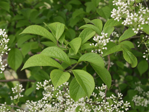 Symplocos chinensis var. leucocarpa f. pilosa