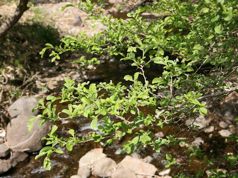 Symplocos chinensis var. leucocarpa f. pilosa